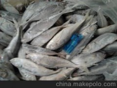 冷冻巴浪鱼、鳀鱼