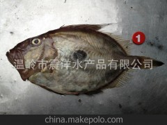 长期供应 海鲂鱼 水产品 海鲜 冷冻食品 海鲂鱼