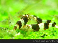 燕子水族 观赏虾 蜜蜂虾 草缸虾 黑白虾 除藻虾 水草缸 批发