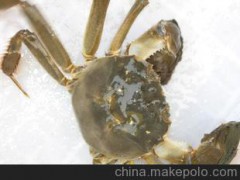 自产自销 阳澄湖大闸蟹 肉质膏腻 口感鲜美 超肥鲜蟹