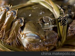 2014年教师节礼送阳澄湖大闸蟹表“蟹”意-蟹状元 - 910元