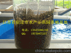 水产科技园鲟鱼苗  鲟鱼 鲟鱼苗价格优惠 包成活率98%