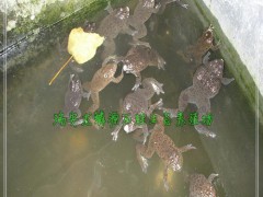 销售石蛙青年成蛙 山蛙石鸡野生放养 浙江温州瑞安特种水产棘胸蛙