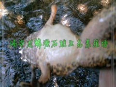 石蛙种蛙 棘胸蛙 野生放养 浙江温州瑞安特种水产 石鳞石冻