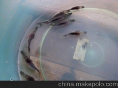 湖北荆州市江河新村水产养殖专业合作社 鸭嘴鲟鱼 及鸭嘴鲟鱼苗