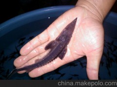 湖北荆州市江河新村特种水产养殖专业合作社 特种鲟鱼 鱼苗