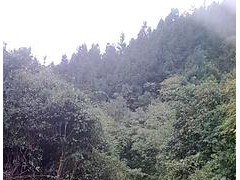 石蛙是南方丘陵山区名贵的水产野味