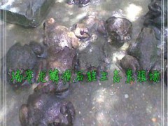 石蛙商品蛙 棘胸蛙 瑞安无公害绿色产品 特种水产 有机食品