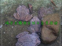 石蛙种蛙 棘胸蛙 石蛤石硅石坑 生态养殖 高档水产 山珍山货