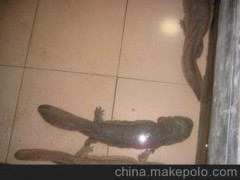 连州市聚宝珍稀水产养殖有限公司--供应大鲵,娃娃鱼商品鱼