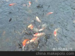 锦鲤养殖场批发供应观赏鱼日本锦鲤鱼苗 秋苗,特种养殖鱼苗
