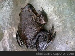 石蛙 含有多种氨基酸