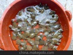 龟鳖类 大量供应生态甲鱼 黄沙鳖鳖苗（免费提供大客户养殖技术）