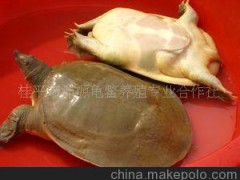 龟鳖类 特色甲鱼 供应重量1千克以上生态成品黄沙鳖