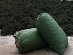 福建霞浦海带批发 淡干海带结 藻类干海带批发 可代客户加工