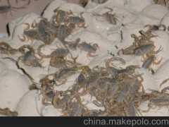 供应东亚钳蝎 活蝎子--曜源特种养殖