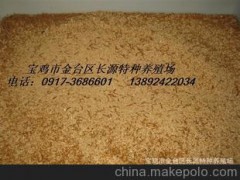 黄粉虫活虫 可用于特种养殖饲料
