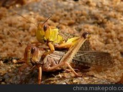 特种养殖 供应食用东亚飞蝗Meyen