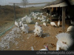 特种养殖火鸡山东火鸡 百恒火鸡良种繁育基地