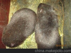 特种养殖竹鼠种苗，成活率高，提供养殖技术中华竹鼠，银星竹鼠。