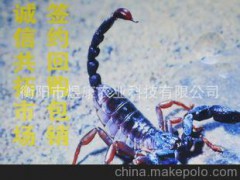 特种养殖动物 煜康王蝎 黄粉虫