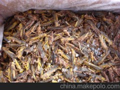 供应特种养殖,东亚飞蝗，蚂蚱，蝗虫活体，蝗虫冻体