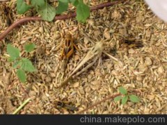优惠批发速冻东亚飞蝗 特种养殖 营养价值高 绿色无公害食品