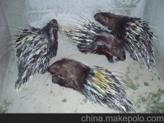 特种养殖动物豪猪种苗出售，抗病力强，提供养殖技术