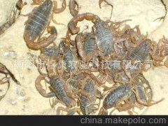 特种养殖动物 煜康王蝎 鳄鱼龟