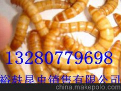 潍坊昆虫养殖加盟商 昆虫养殖技术中心 裕麸昆虫