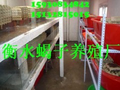 1选择衡水昆虫养殖推广中心蝎子
