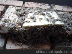 1衡水昆虫养殖推广中心蝎子养殖