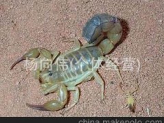 野生活蝎子 干蝎 特种养殖昆虫 蝎子养殖