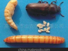 华北最大昆虫养殖基地供应黄粉虫大麦虫种虫免费技术培训保价回收