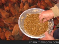 养殖 想白手起家黄粉虫昆虫养殖项目是您的优选
