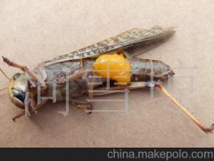 常年批发供应冷冻蝗虫 速冻蚂蚱 特种昆虫 特种养殖 速冻金蝉