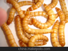 大量供应优质黄粉虫种虫，黄粉虫干品冻干品宠物罐头