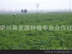 有机蔬菜/根茎类/高山蔬菜/有机胡萝卜