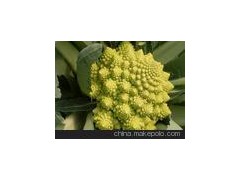 供应优质新鲜宝塔花菜 健康蔬菜