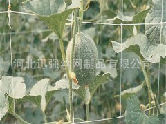 中秋节河北植物塑料爬藤网供应瓜类大孔塑料网攀爬网