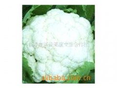 热销 花菜 白花菜 新鲜白花菜 绿色天然速冻蔬菜 速冻白花菜