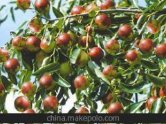 蔬菜水果专用生物有机肥立信菌王根多多