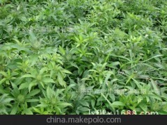 河南专用 优质西红柿无公害，无污染，无残留绿色蔬菜的优选