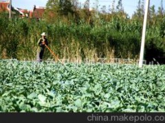 花菜种子 各种蔬菜 宝塔花椰菜 宝塔花菜 珊瑚花椰菜 珊瑚花菜