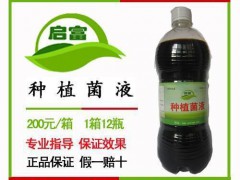 启富em种植菌液 种植黄瓜菌类蔬菜 改良土质提高生产