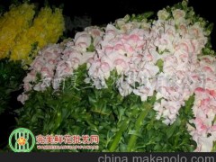 云南鲜花，昆明鲜花批发 优质地产各类鲜花