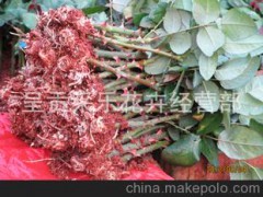鲜花种植户常用玫瑰苗 卡罗拉 黑魔术 艳粉 坦尼克