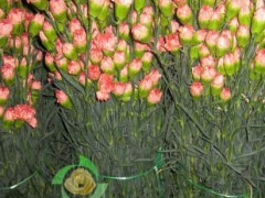 云南鲜花种植基地 对外批发优质鲜花