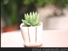 多肉植物 玉珠莲千佛手绿色 肉肉 盆栽 室内 花卉 绿植