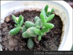 多肉植物 雷童 景天 开小黄花 绿植 盆栽